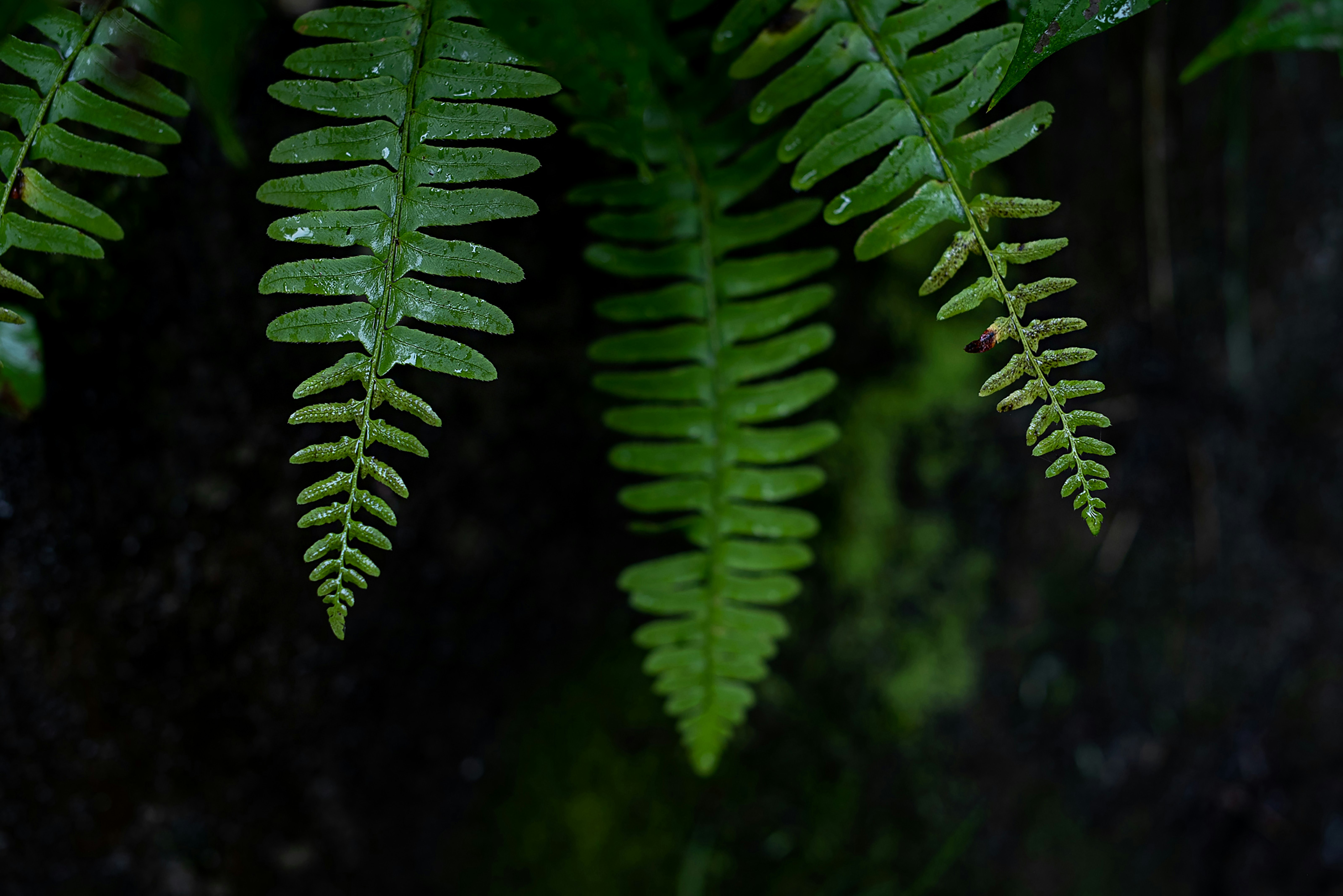 green fern plant in close up photography